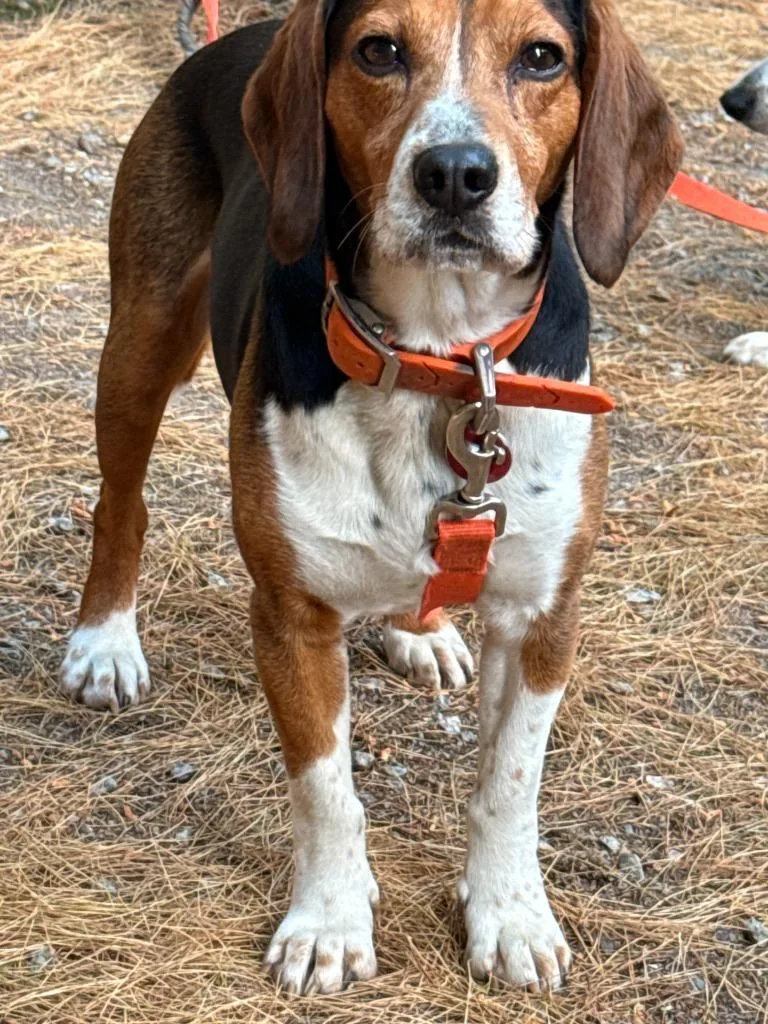 Griff Courtesy Listing