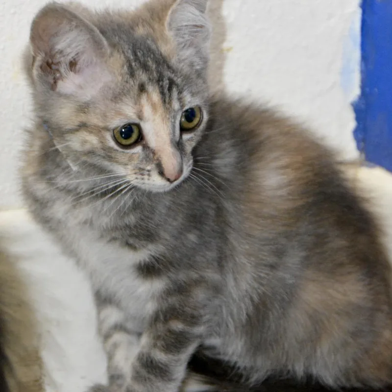 A baby small-sized female Gray / Blue / Silver Domestic Short Hair cat named Pringles for adoption in Los Angeles, CA