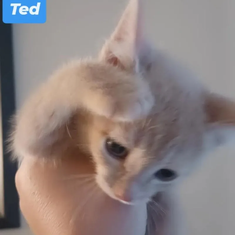 A baby small-sized male Buff / Tan / Fawn Domestic Short Hair cat named Ted Lasso Family: Ted for adoption in Washington, DC