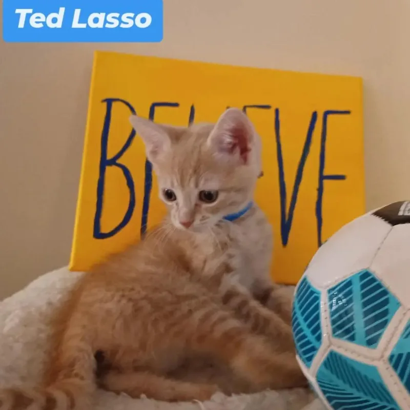 Ted Lasso Family: Ted thumbnail 4