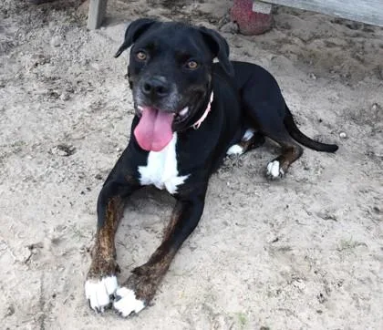 An adult large-sized male Boxer dog named Lucky Joseph for adoption in Inverness, FL