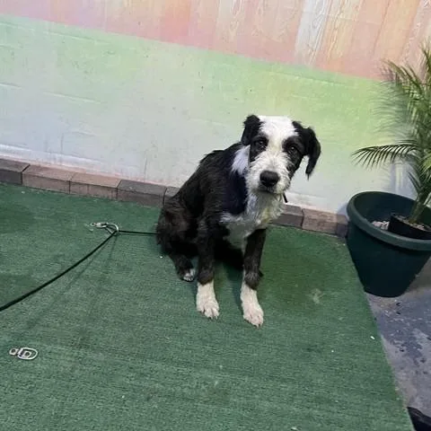 A young medium-sized male Black Terrier dog named Clyde for adoption in Long Beach, CA
