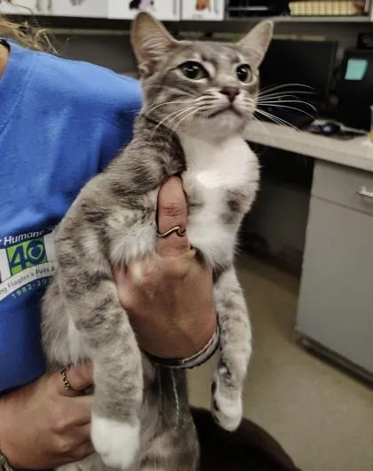 A young small-sized female Domestic Short Hair cat named Rockette for adoption in Palm Coast, FL