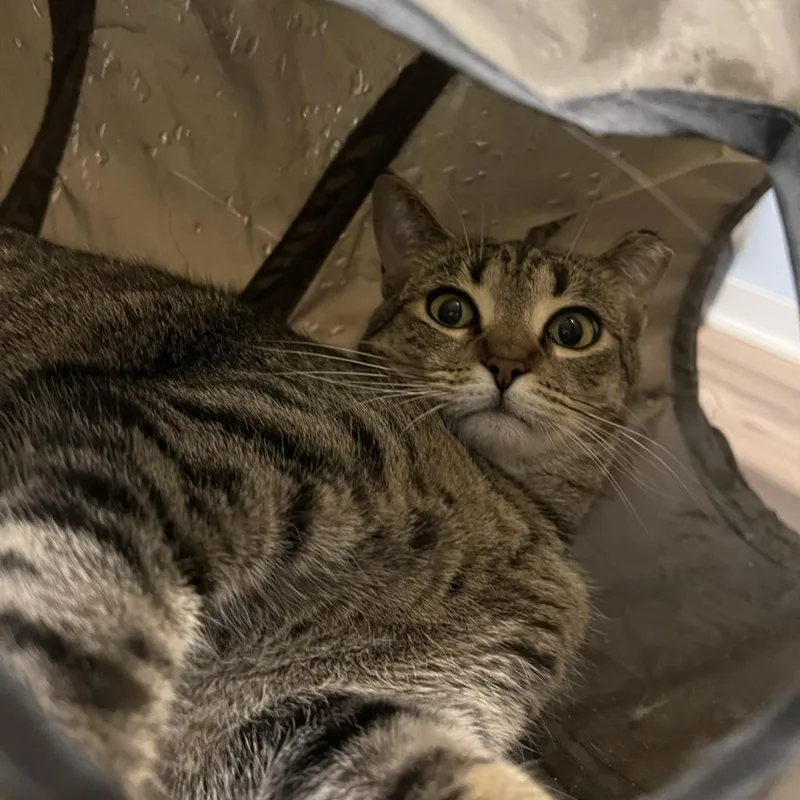 An adult large-sized female Domestic Short Hair cat named Dorothy for adoption in PITTSBURGH, PA