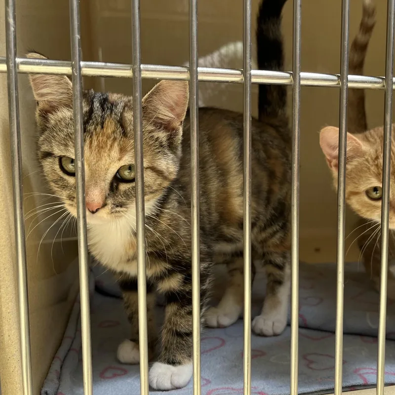 A baby medium-sized female Calico cat named Kara for adoption in Clarksville, VA