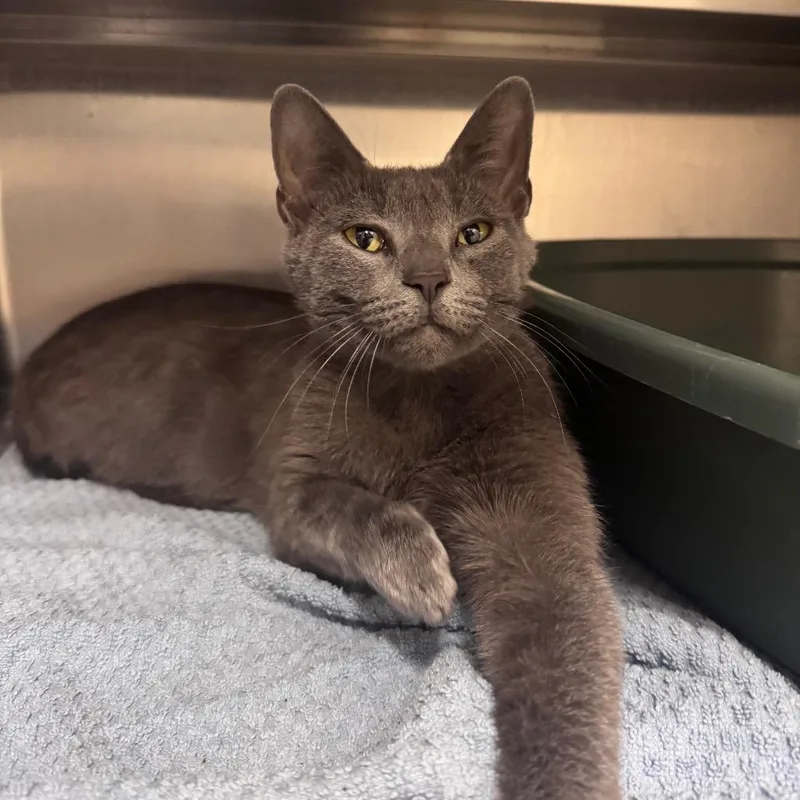 An adult medium-sized female Gray / Blue / Silver Domestic Short Hair cat named Rina for adoption in Middleburg, FL