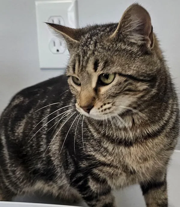 A young medium-sized female Domestic Short Hair cat named Aubrey Plaza for adoption in Cleveland, TN