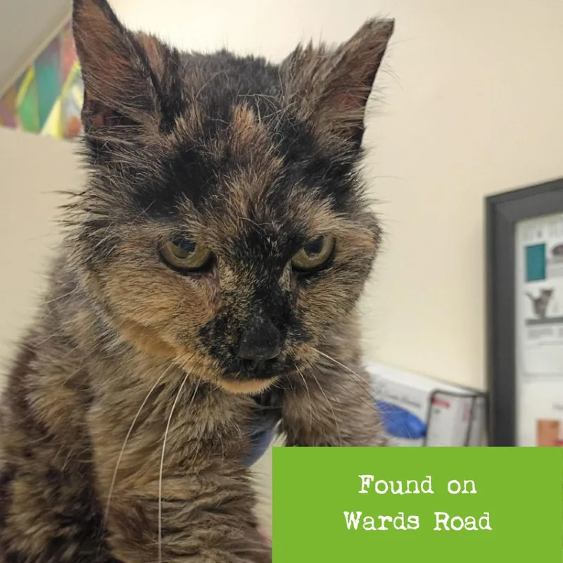 A senior small-sized female Black Domestic Medium Hair cat named Gianna for adoption in Lynchburg, VA
