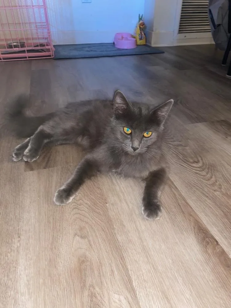 An adult medium-sized female Gray / Blue / Silver Chartreux cat named Marie for adoption in Lancaster, CA
