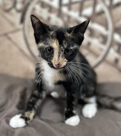 A baby small-sized female Domestic Short Hair cat named Isabelle for adoption in Gainesville, FL