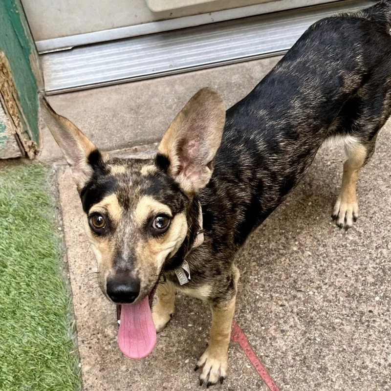 A young small-sized male Mixed Breed dog named Beau for adoption in Hurricane, UT