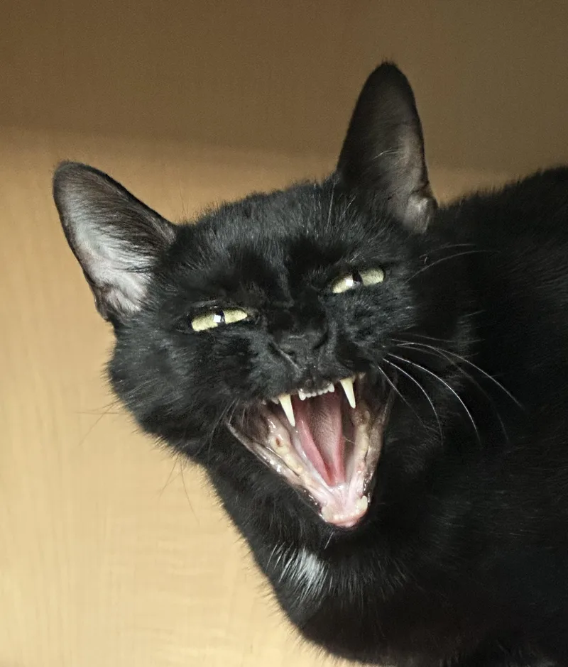 Luna  The Tiktok thumbnail 3