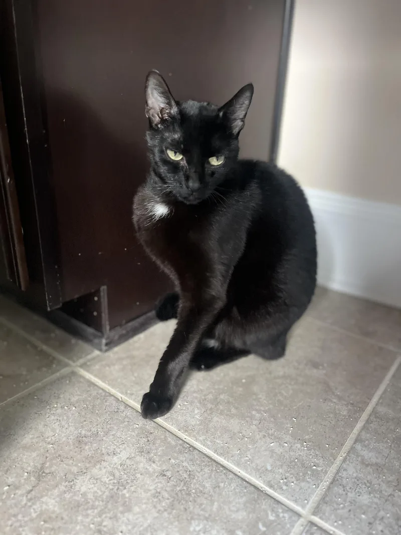 Luna  The Tiktok thumbnail 4