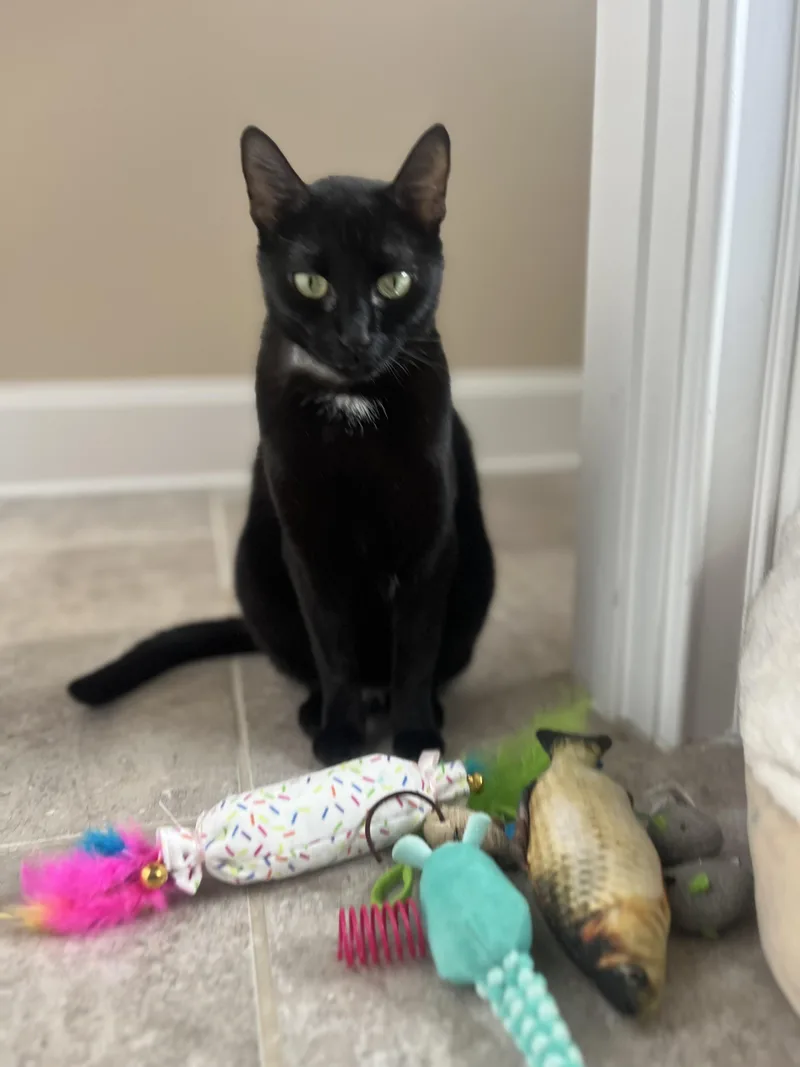 Luna  The Tiktok thumbnail 5