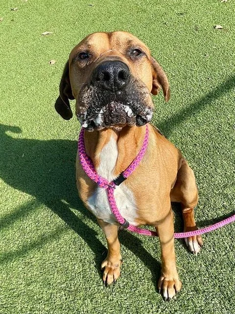 An adult large-sized male Mastiff dog named Sampson for adoption in Clyde, NC
