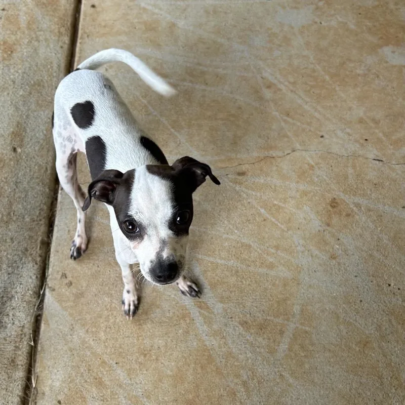 A baby small-sized female Black Terrier dog named Osprey for adoption in Brownsboro, AL