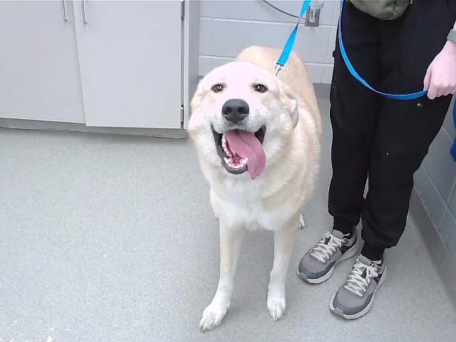 Buddy