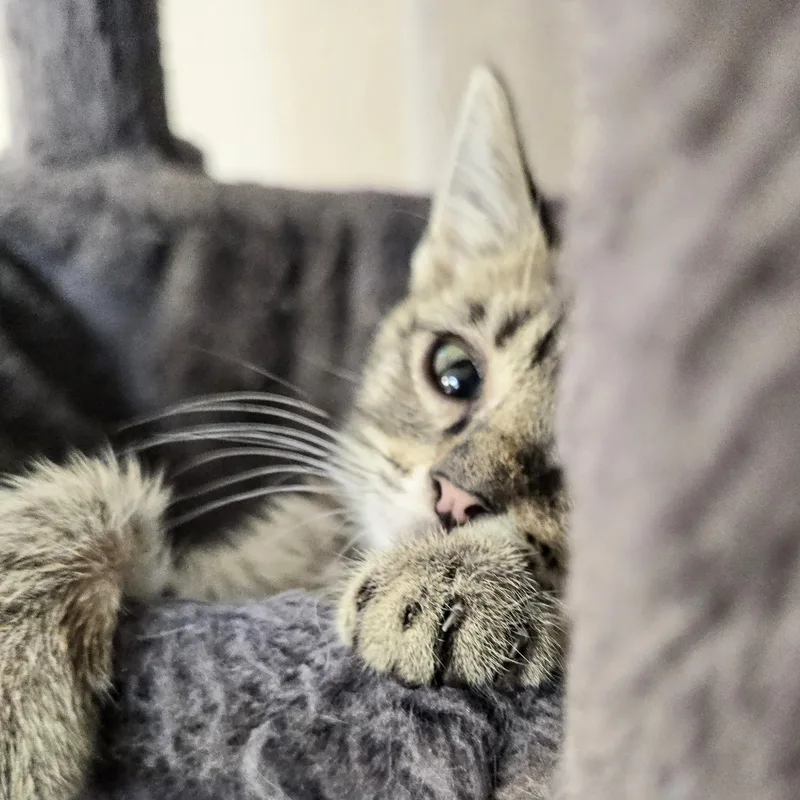 A baby small-sized male Black Domestic Short Hair cat named Ozzy Holmlund for adoption in Morrison, CO