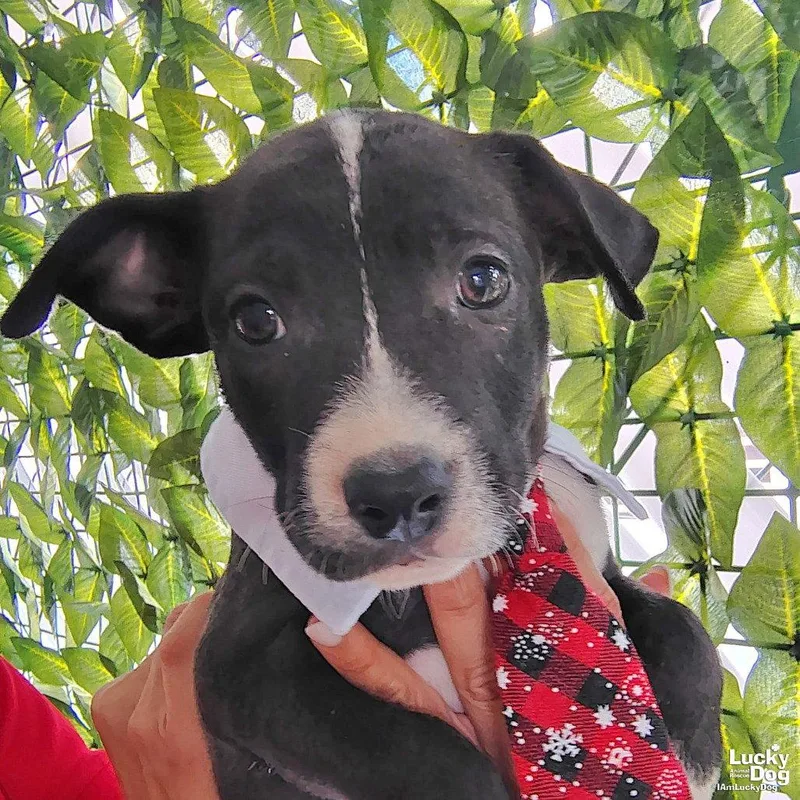 A baby medium-sized male Labrador Retriever dog named Jackson for adoption in Washington, DC
