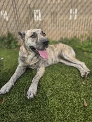 An adult extra large-sized female Siberian Husky dog named Rice Pudding for adoption in Gainesville, FL