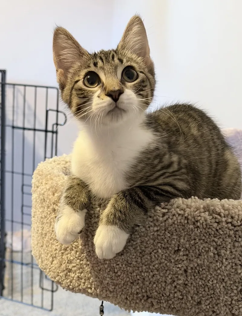 A baby medium-sized male Tabby (Brown / Chocolate) Domestic Short Hair cat named Arelius for adoption in Sterling Heights, MI