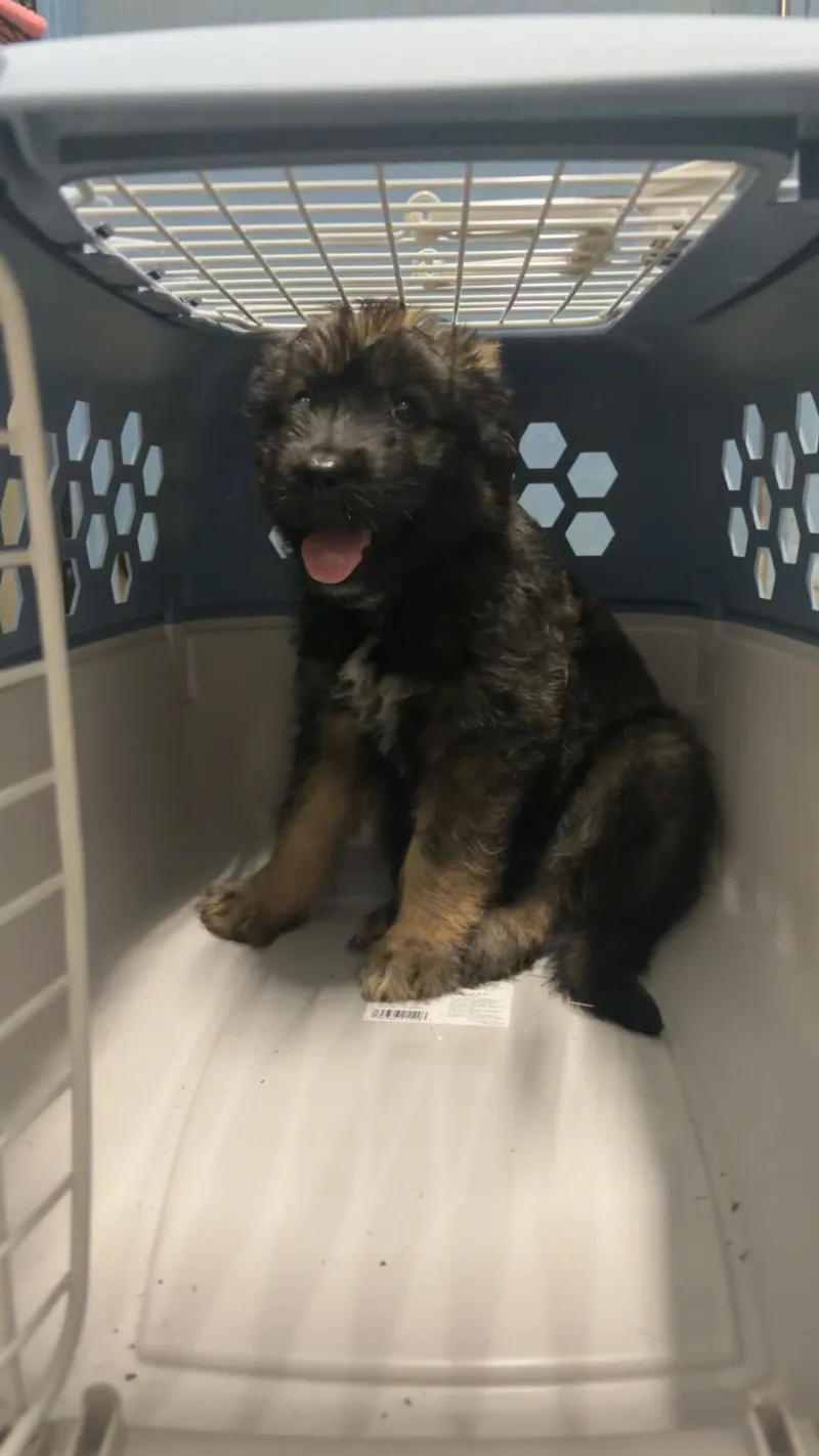 Koda