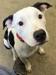 A baby medium-sized female White / Cream Pit Bull Terrier dog named Baby Shark for adoption in Cleveland, OH