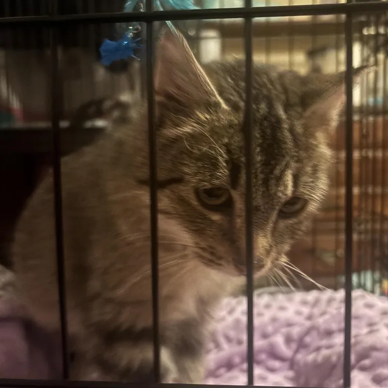 Cupid Is Lost thumbnail 2