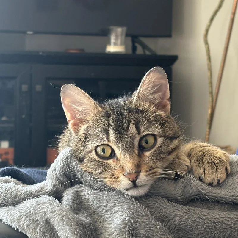 Cupid Is Lost thumbnail 3