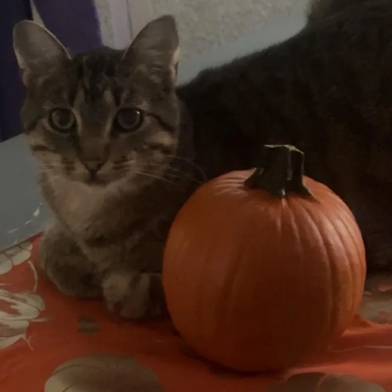 Cupid Is Lost thumbnail 5