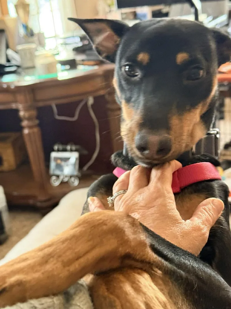 A young medium-sized female Bicolor Whippet dog named Diva for adoption in Columbia, MD