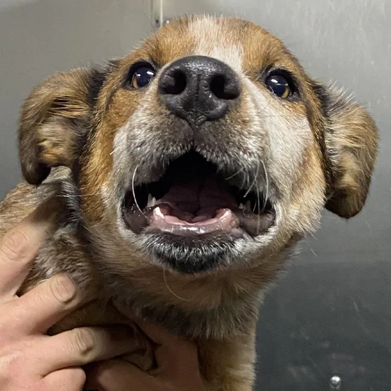 A baby medium-sized female Australian Cattle Dog / Blue Heeler dog named Reba for adoption in Pagosa Springs, CO