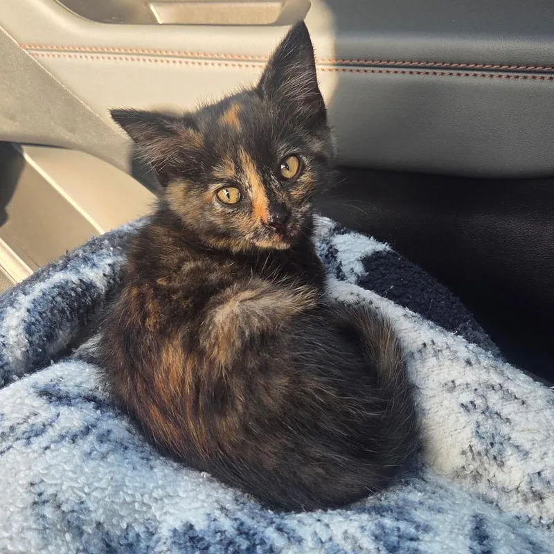 A baby small-sized female Tortoiseshell Domestic Short Hair cat named Margo for adoption in Mount Juliet, TN