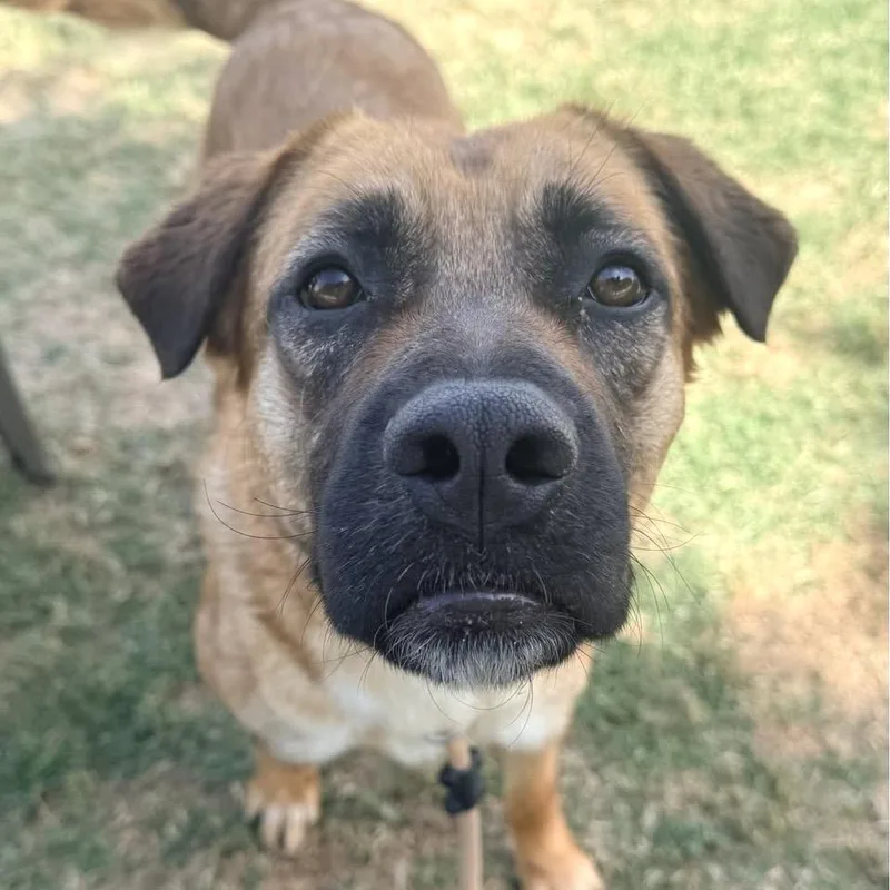 An adult large-sized female Shepherd dog named Bonnie for adoption in San Francisco, CA