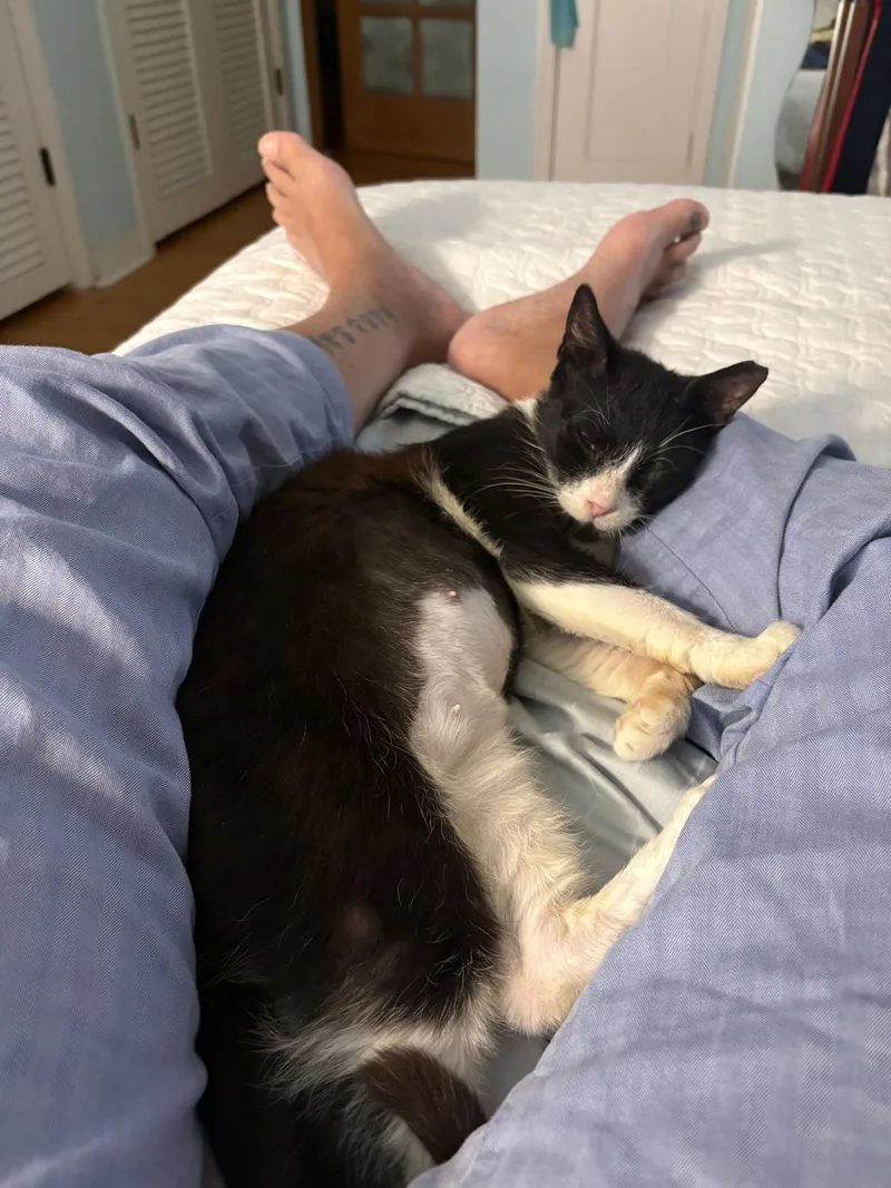 An adult medium-sized female Black & White / Tuxedo Domestic Short Hair cat named Chirpie for adoption in Miami Beach, FL