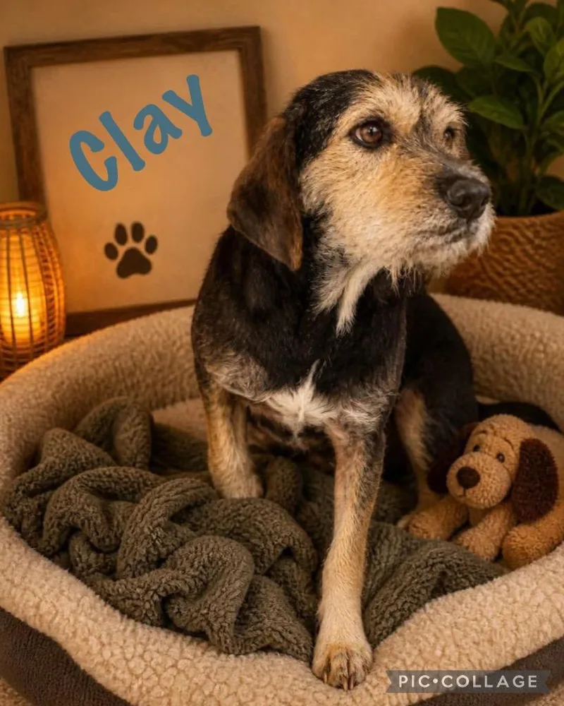 A baby small-sized male Affenpinscher dog named Clay for adoption in Jacksonville, IL