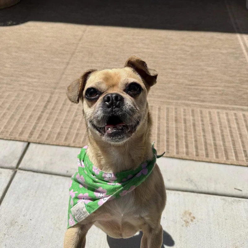 An adult small-sized female Pug dog named Coco Peanut for adoption in Chico, CA