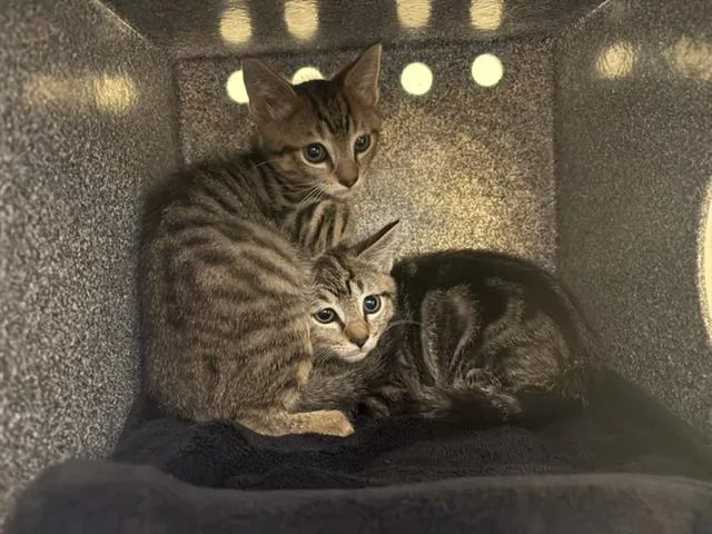 A baby small-sized female Domestic Short Hair cat named Zara for adoption in Tustin, CA