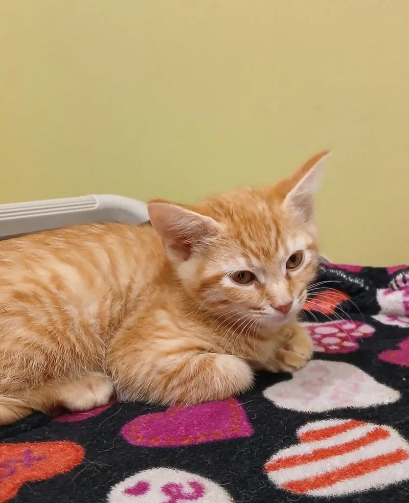 A baby small-sized male Tabby (Orange / Red) Domestic Short Hair cat named Pompom for adoption in Dickson, TN
