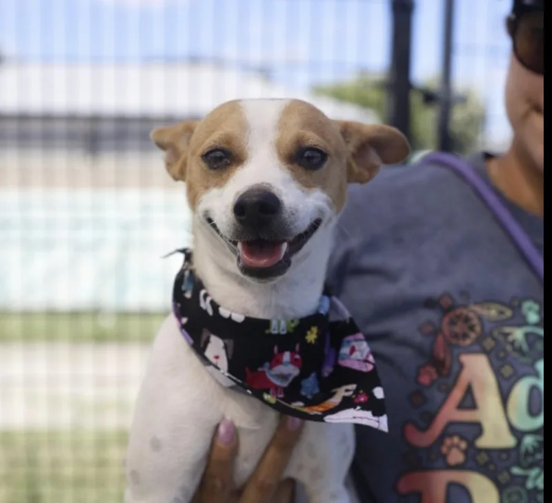 An adult small-sized male White / Cream Chihuahua dog named Wishbone for adoption in Boston, MA
