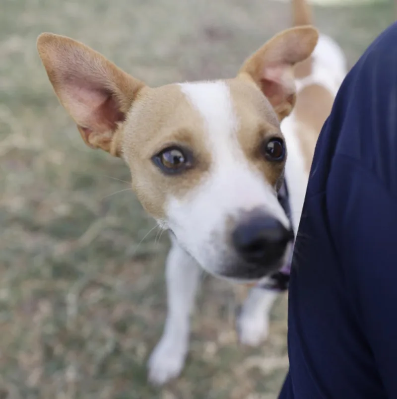 Wishbone thumbnail 2