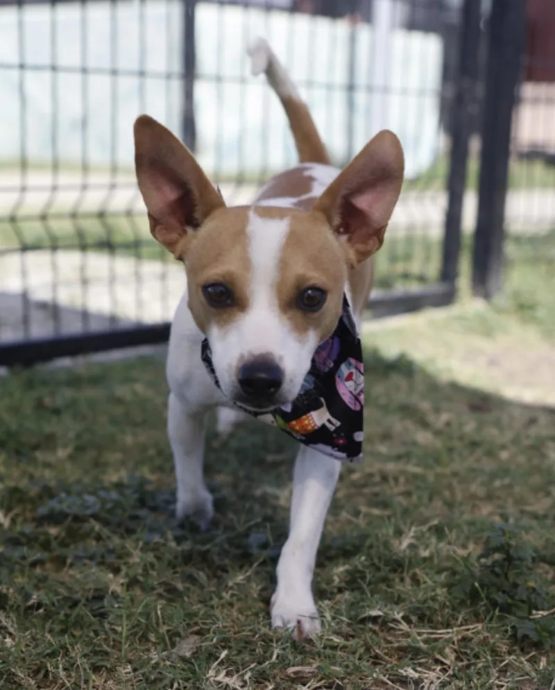 Wishbone thumbnail 3