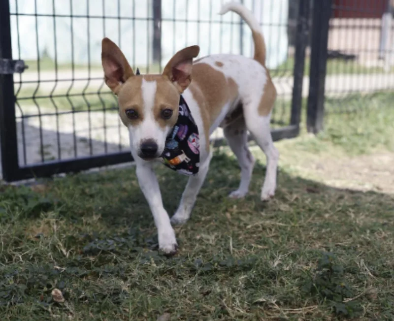 Wishbone thumbnail 4