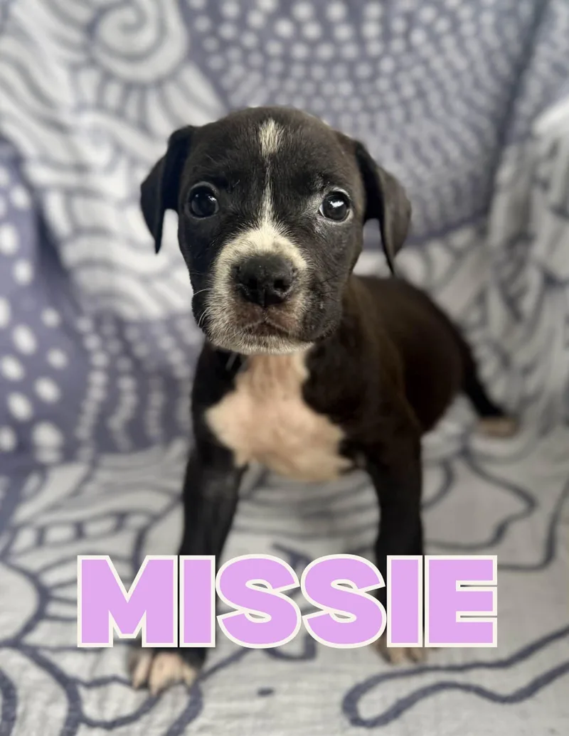 Missie