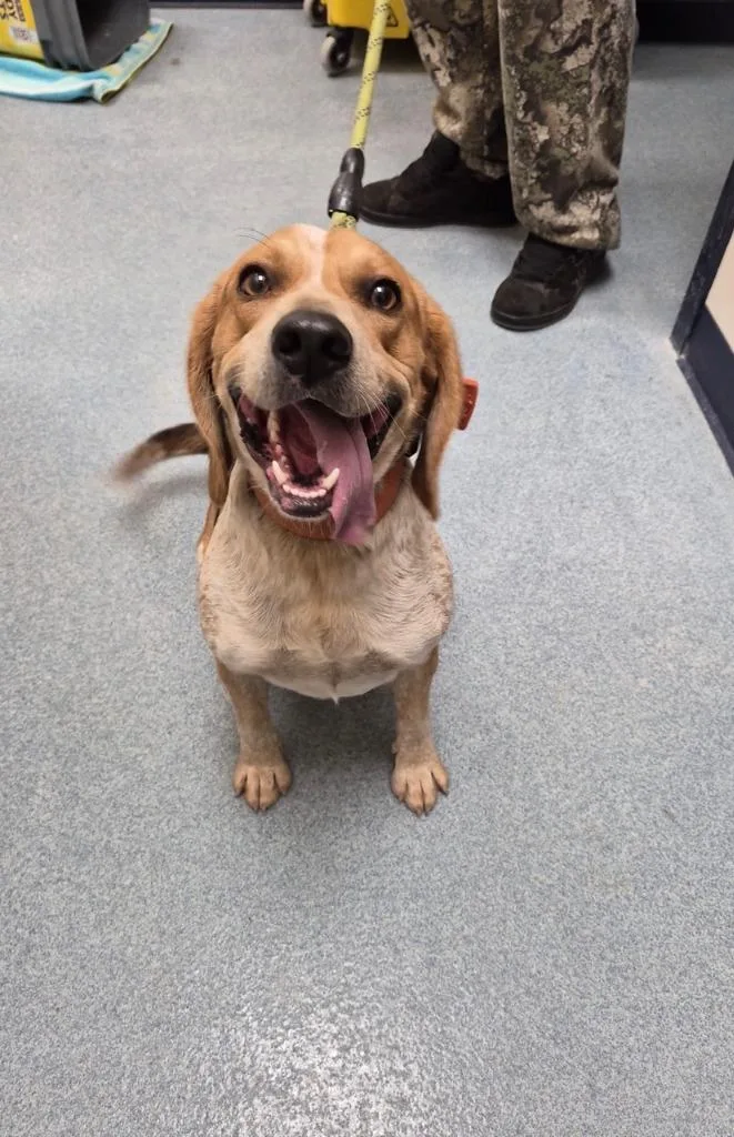 An adult medium-sized male Beagle dog named Benji for adoption in Portland, IN