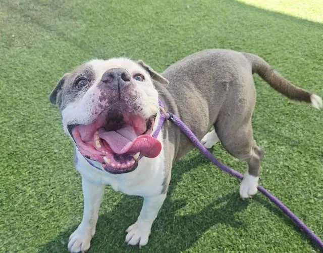 An adult large-sized male American Bulldog dog named Grin for adoption in Phoenix, AZ