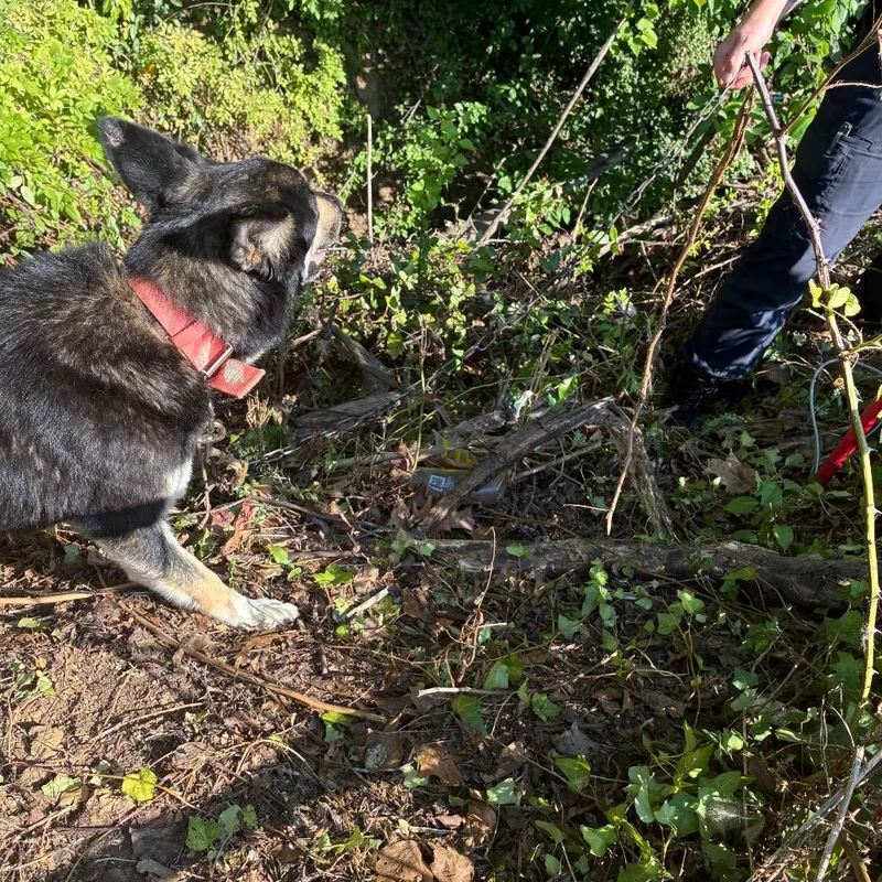 A young medium-sized female Black Husky dog named Pickles for adoption in Greensboro, NC