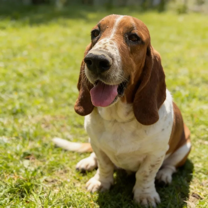 An adult medium-sized male Tricolor (Brown, Black, & White) Basset Hound dog named General for adoption in Queen Creek, AZ