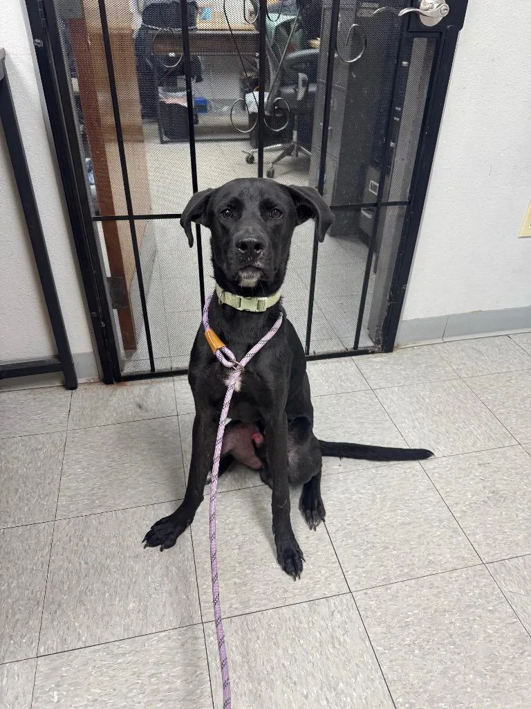 A young medium-sized male Labrador Retriever dog named Desoto for adoption in Sorrento, LA