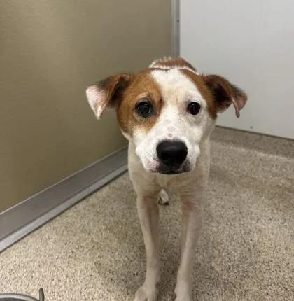 An adult medium-sized male Mixed Breed dog named Booker for adoption in Lafayette, IN